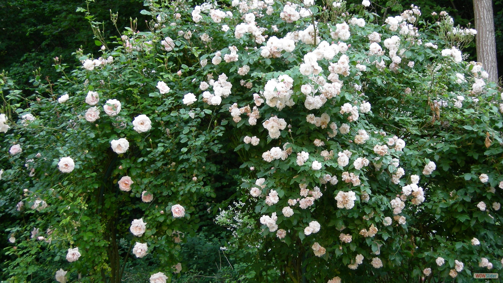 bootstrap image slider