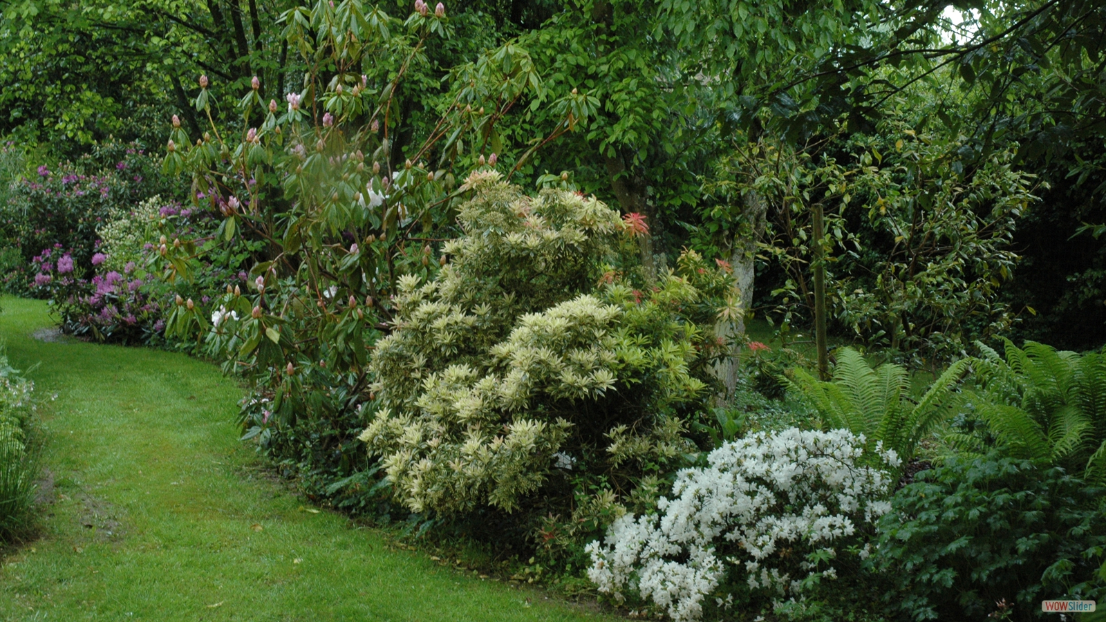 Rhododendron pieris