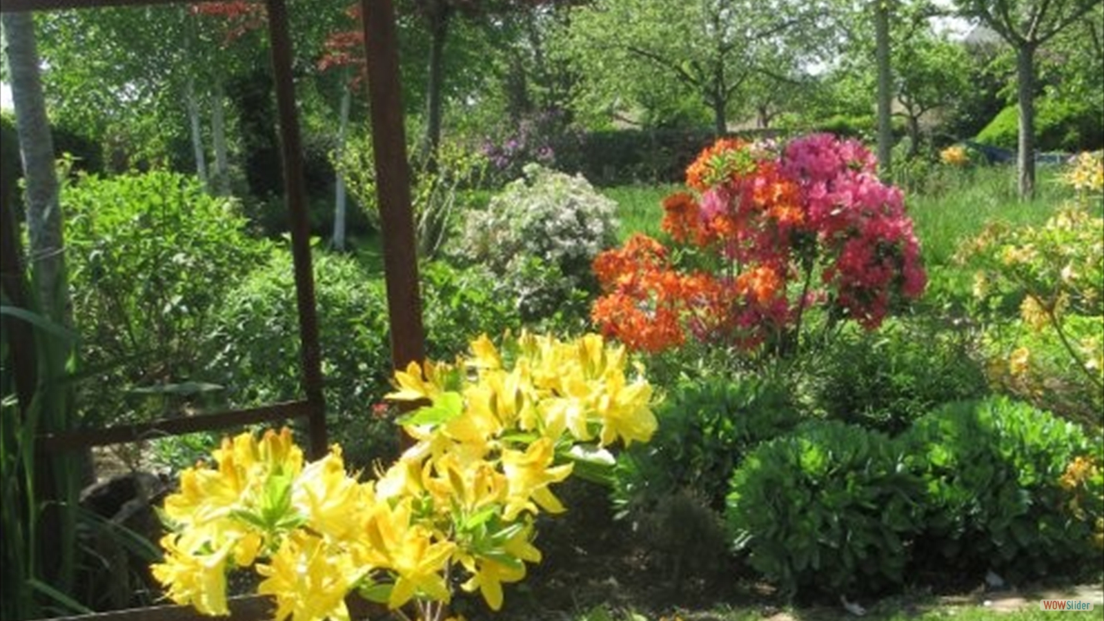 azalee molis portrait2