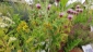 Camomille, et surtout les Monardes...plantes nectarifères provenat d'Amérique du nord. Les feuiiles fraiches peuvent servir de condiments