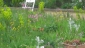 Prairie à Euphorbe de bois, Gaillet croisette à longues floraisons et Compagnon rouge incrusté en Octobre