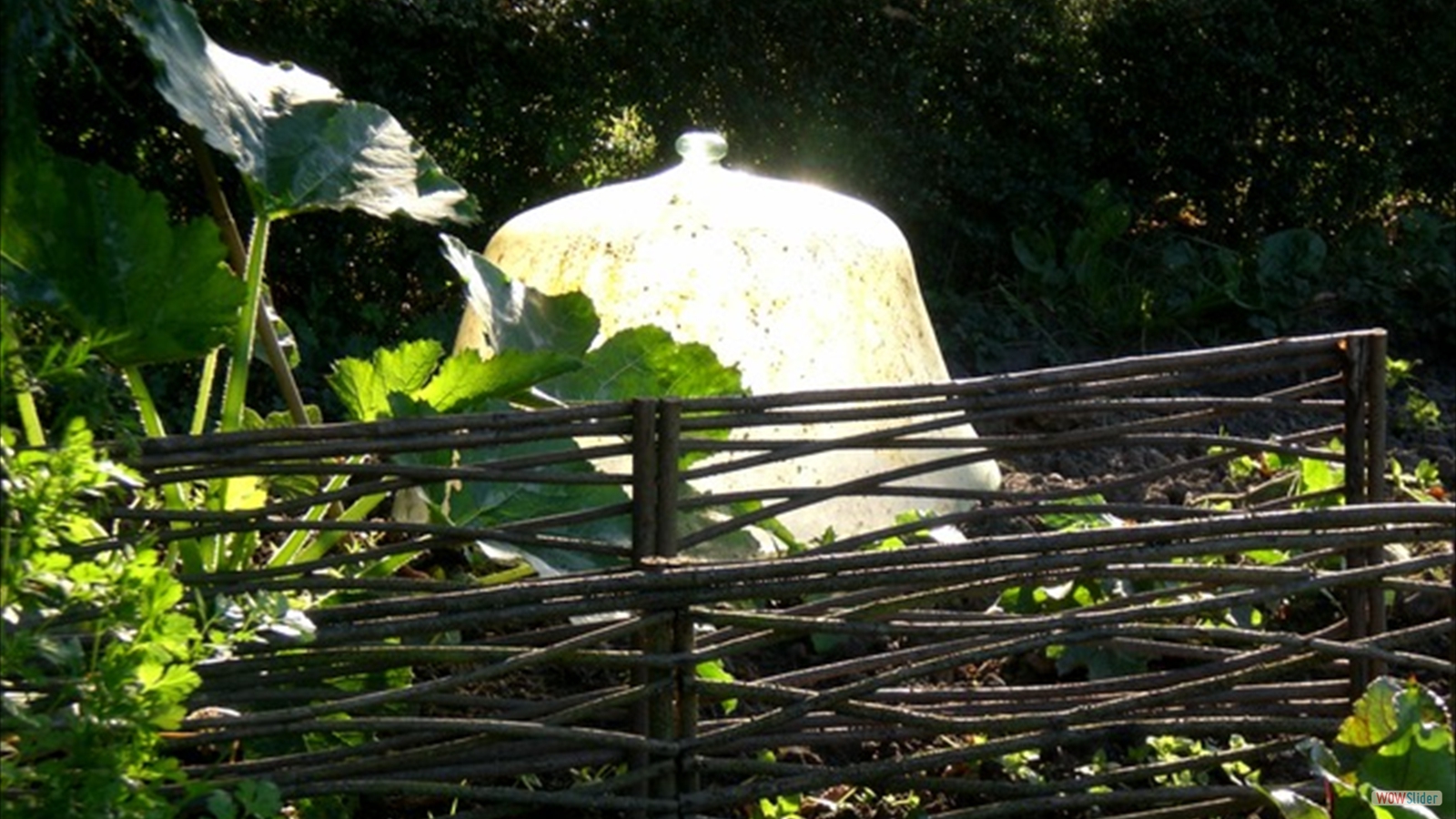 cloche potager
