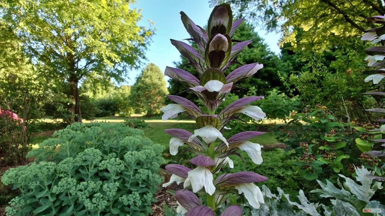 Vallonchêne ACANTHUS