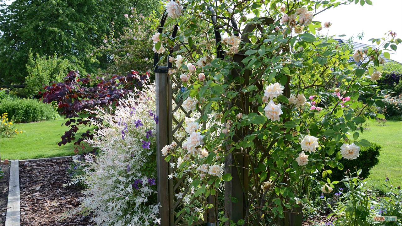 12-Arche 'Reve d'or'