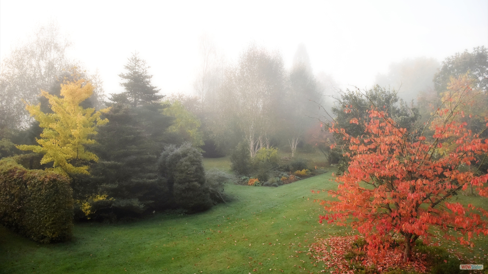 Automne_sous_le_brouillard