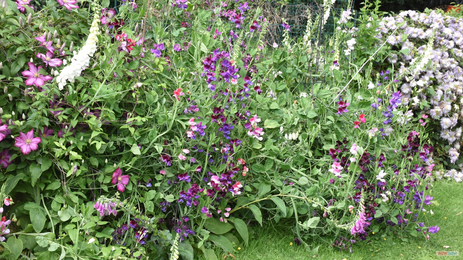 Clematites_pois_de_senteur_Digitales_blanches