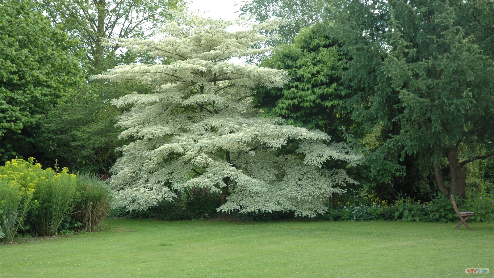 Cornus_controversa_variegata