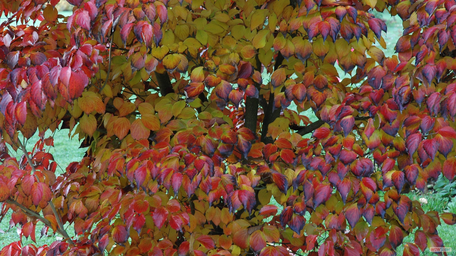 Cornus_Kousa_ Automne