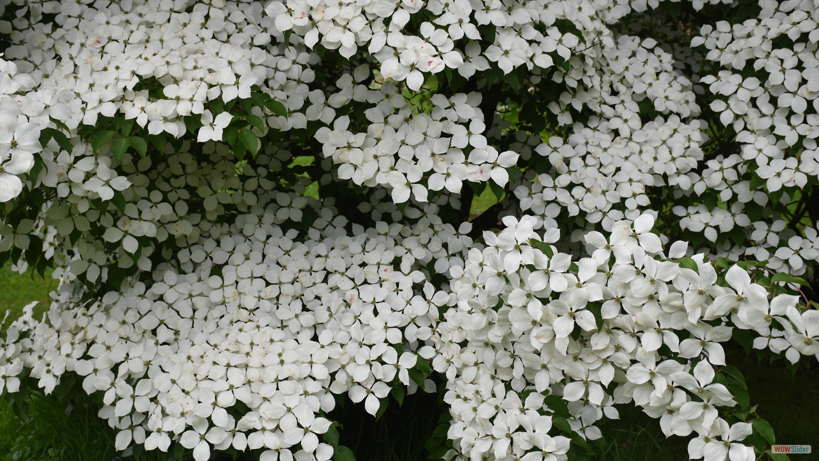 Cornus_Kousa_Printemps