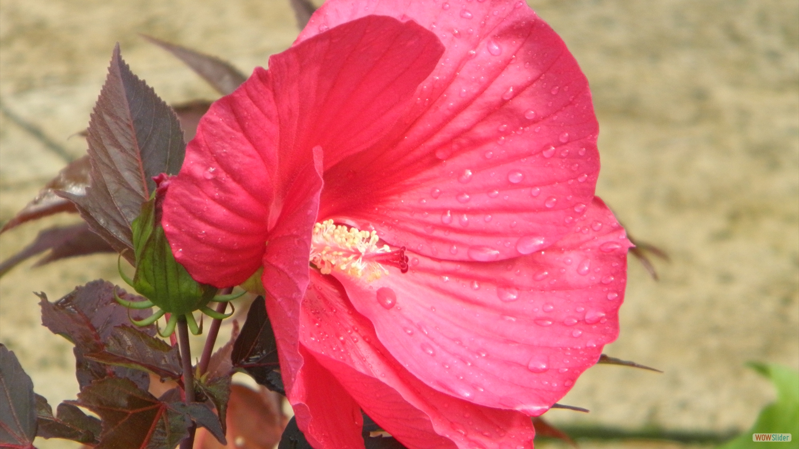 IBISCUS des MARAIS 2019