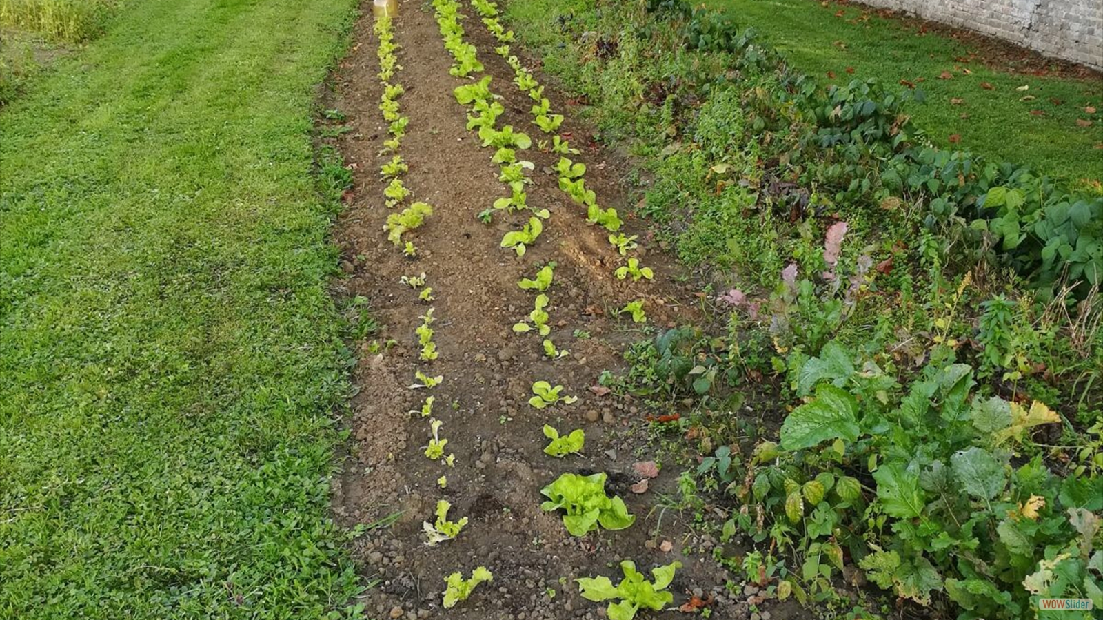 javascript slideshow