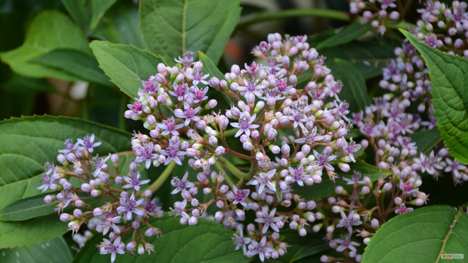 Jardin de la Vall�e (1)