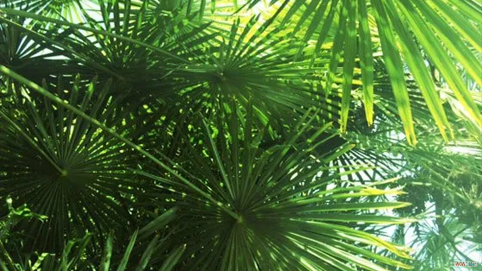 5edebce92f14a_palmier-serre