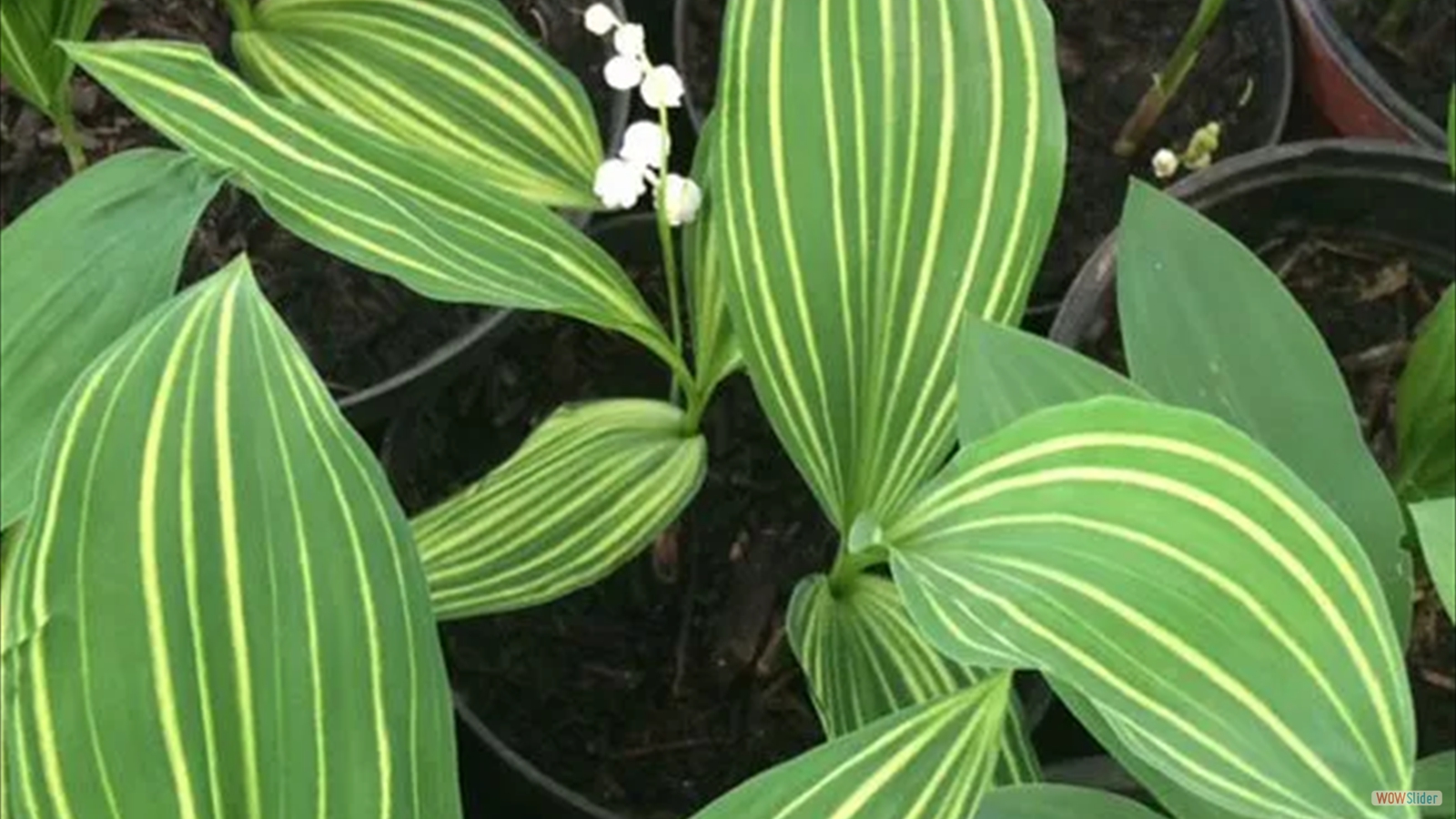 5edebcea70046_muguet_15