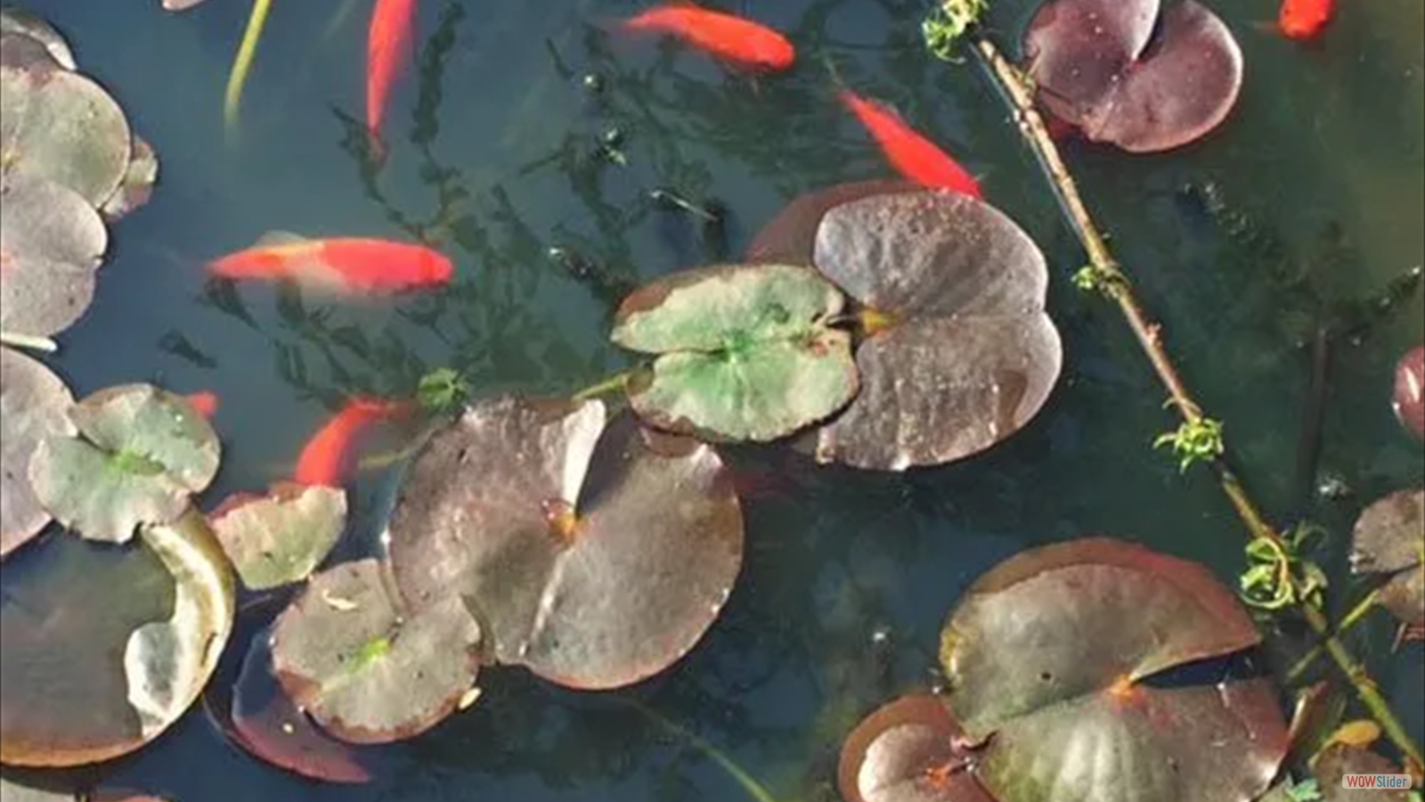 5edebceb17289_poissons