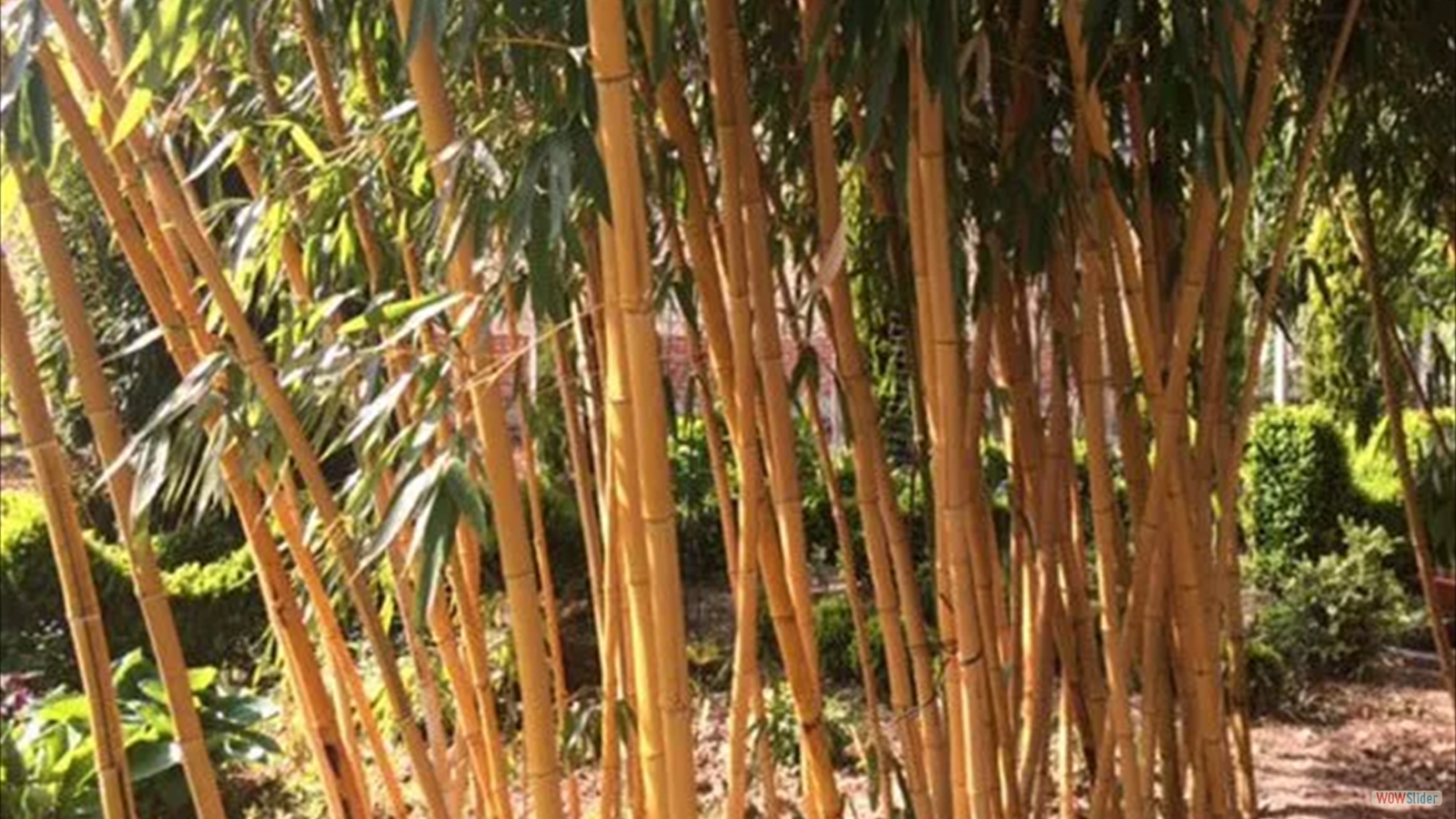 javascript photo gallery