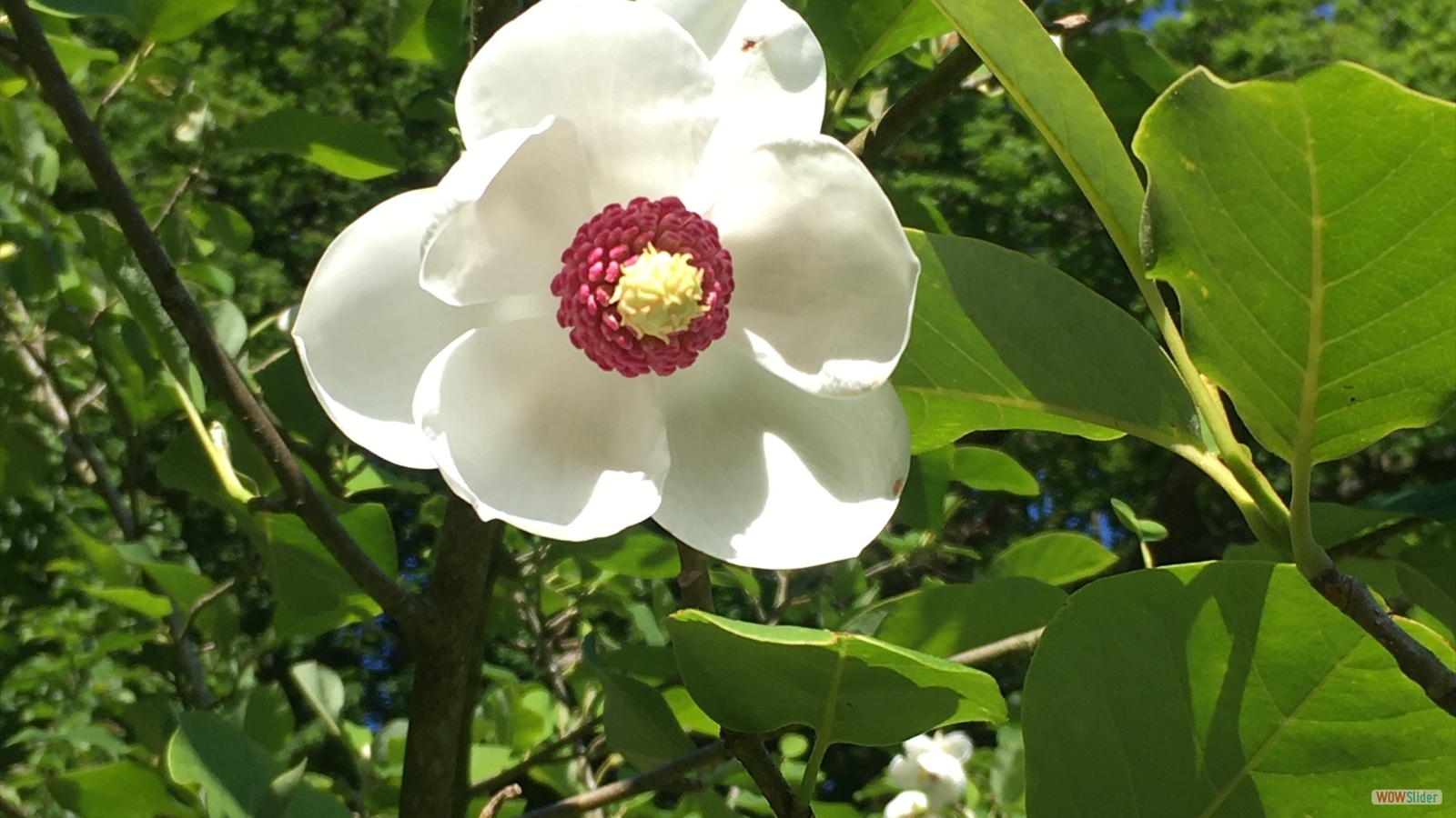 javascript slideshow