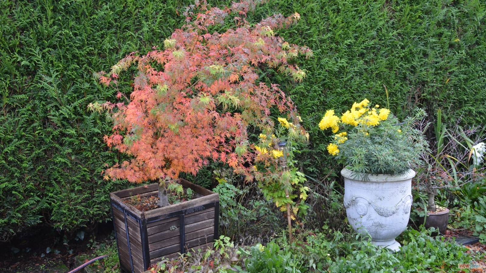Le Jardin Momi-Ji En (1)