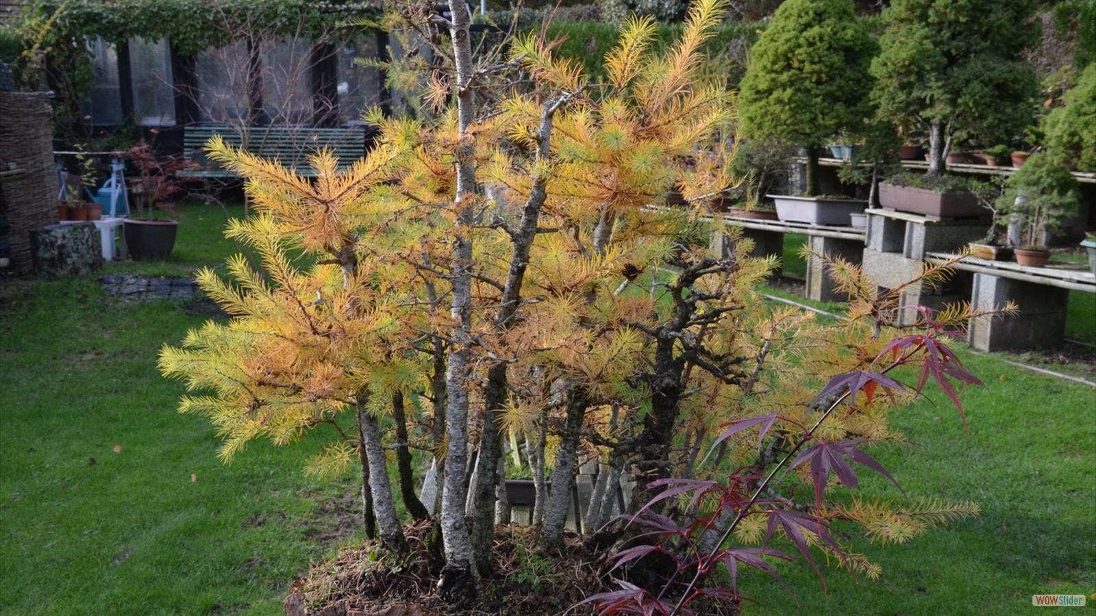 Le Jardin Momi-Ji En (10)