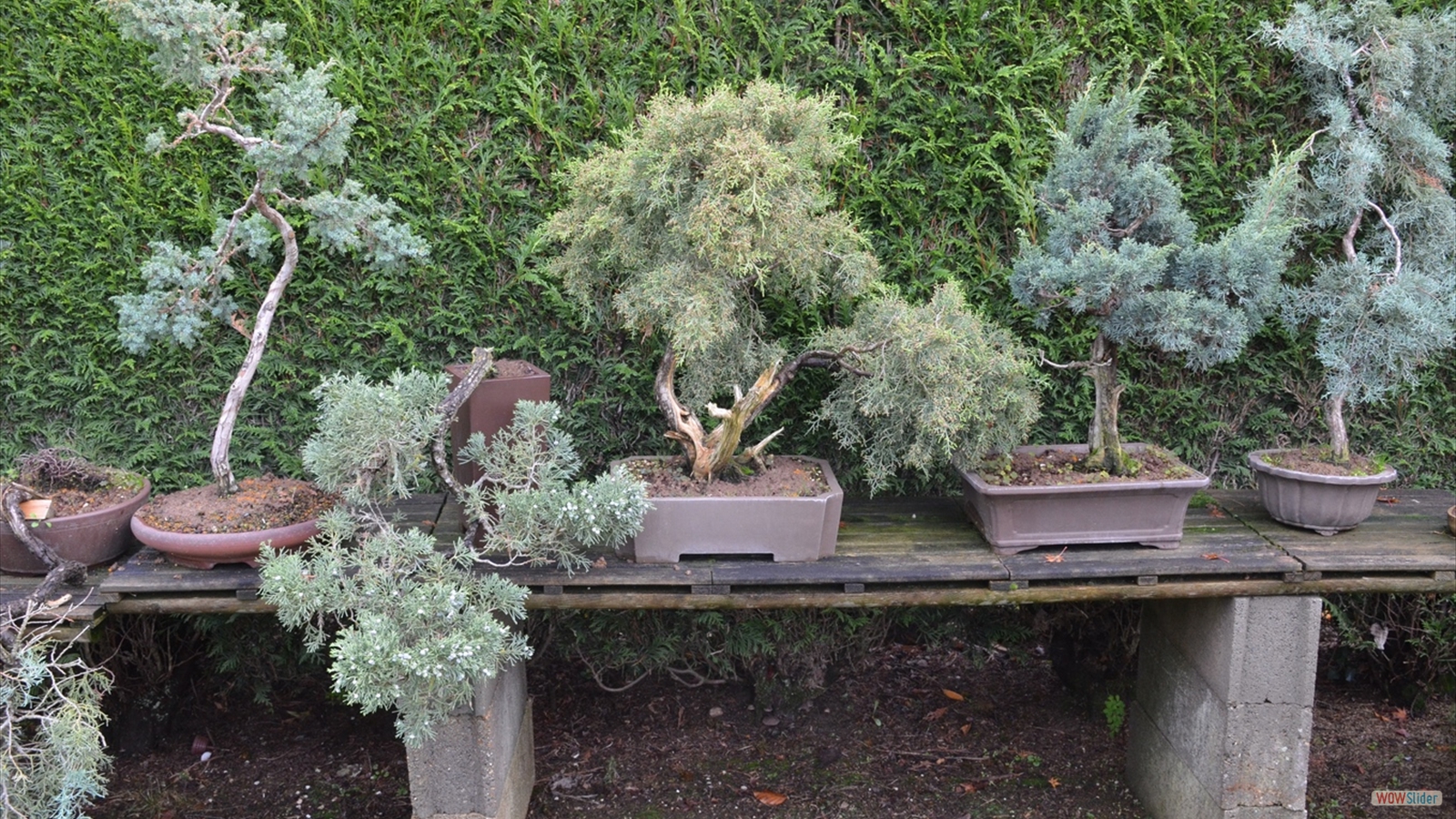 Le Jardin Momi-Ji En (2)