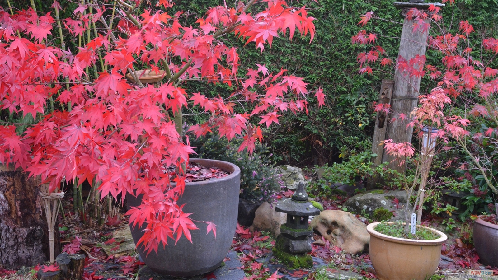 Le Jardin Momi-Ji En (3)