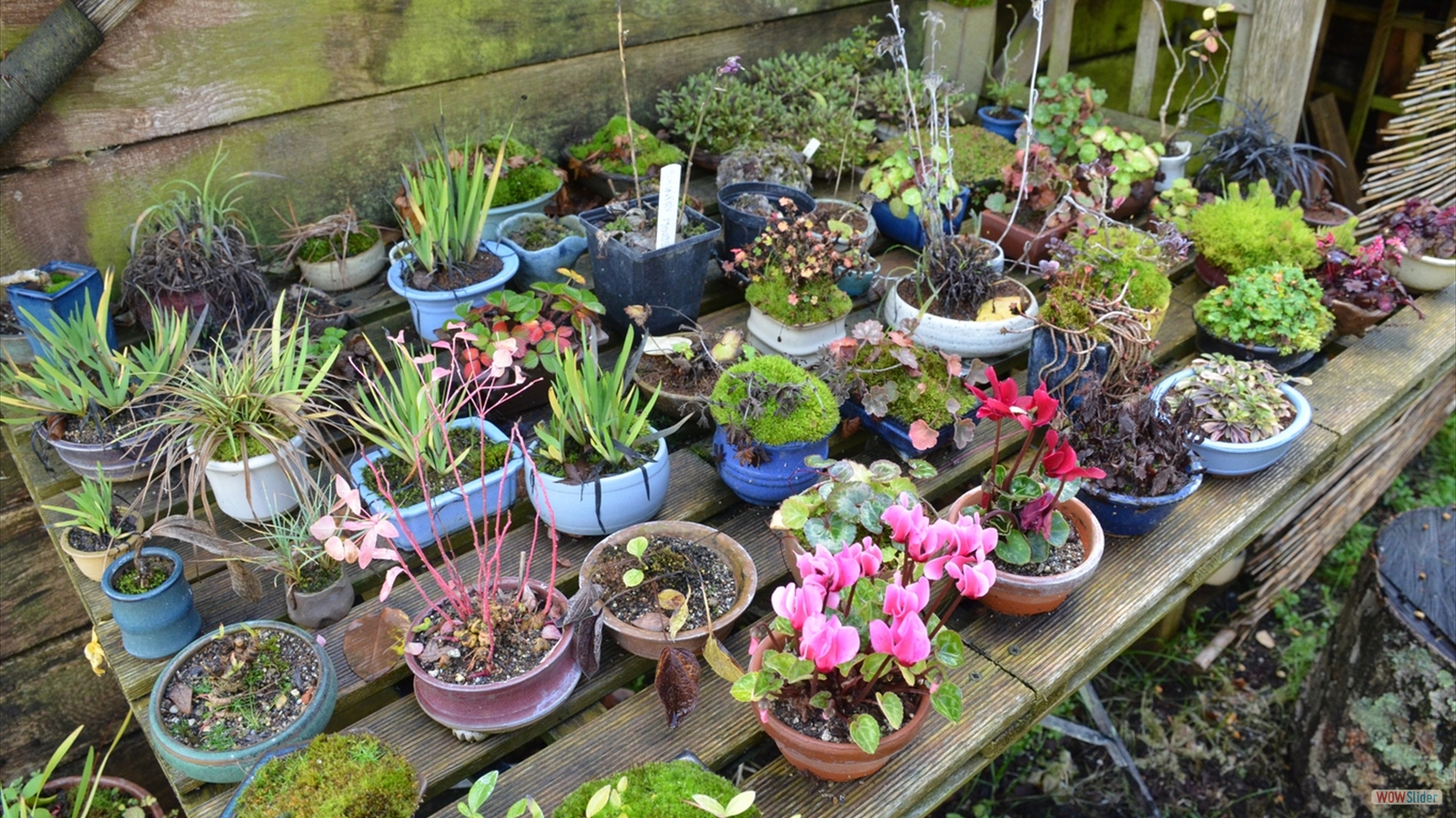 Le Jardin Momi-Ji En (4)