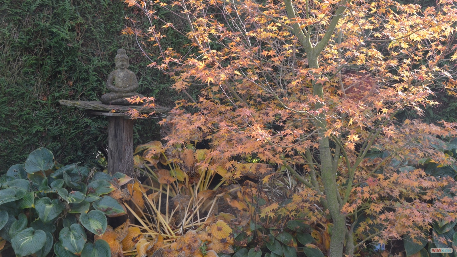 Le Jardin Momi-Ji En (5)