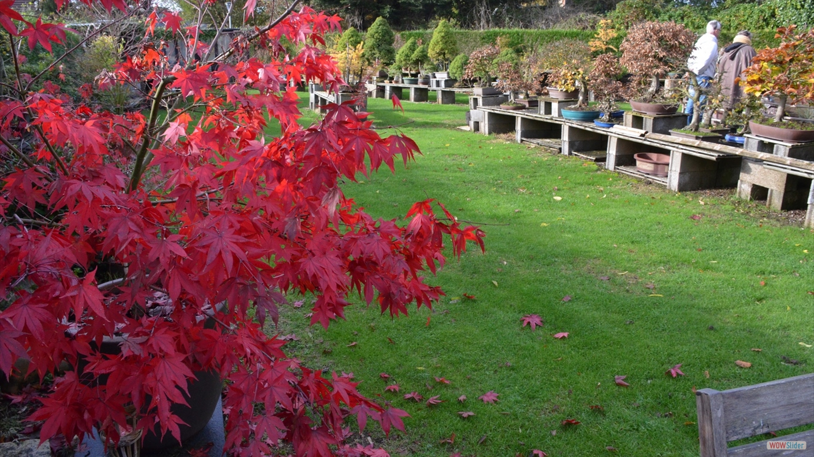 Le Jardin Momi-Ji En (6)