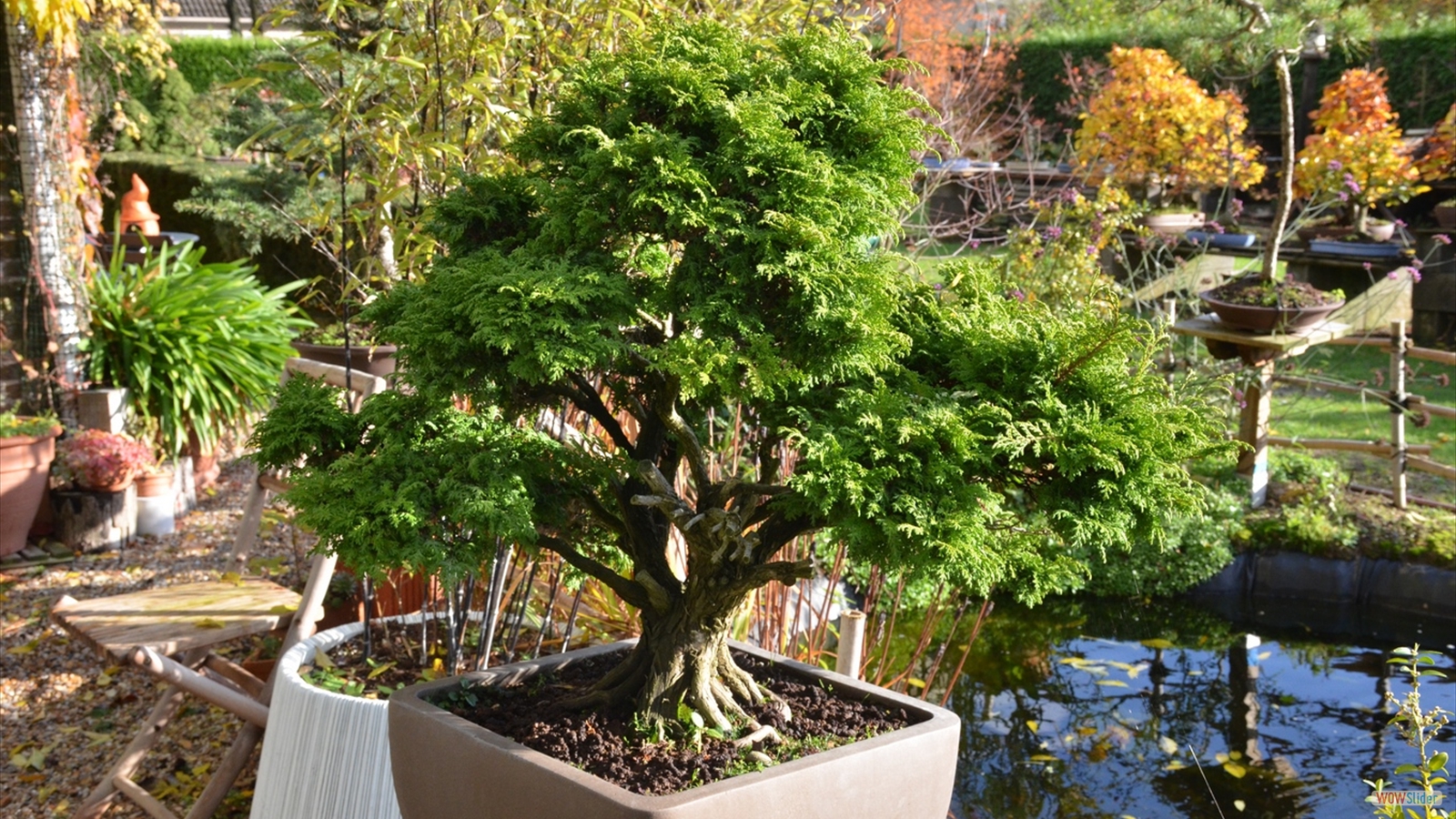 Le Jardin Momi-Ji En (8)