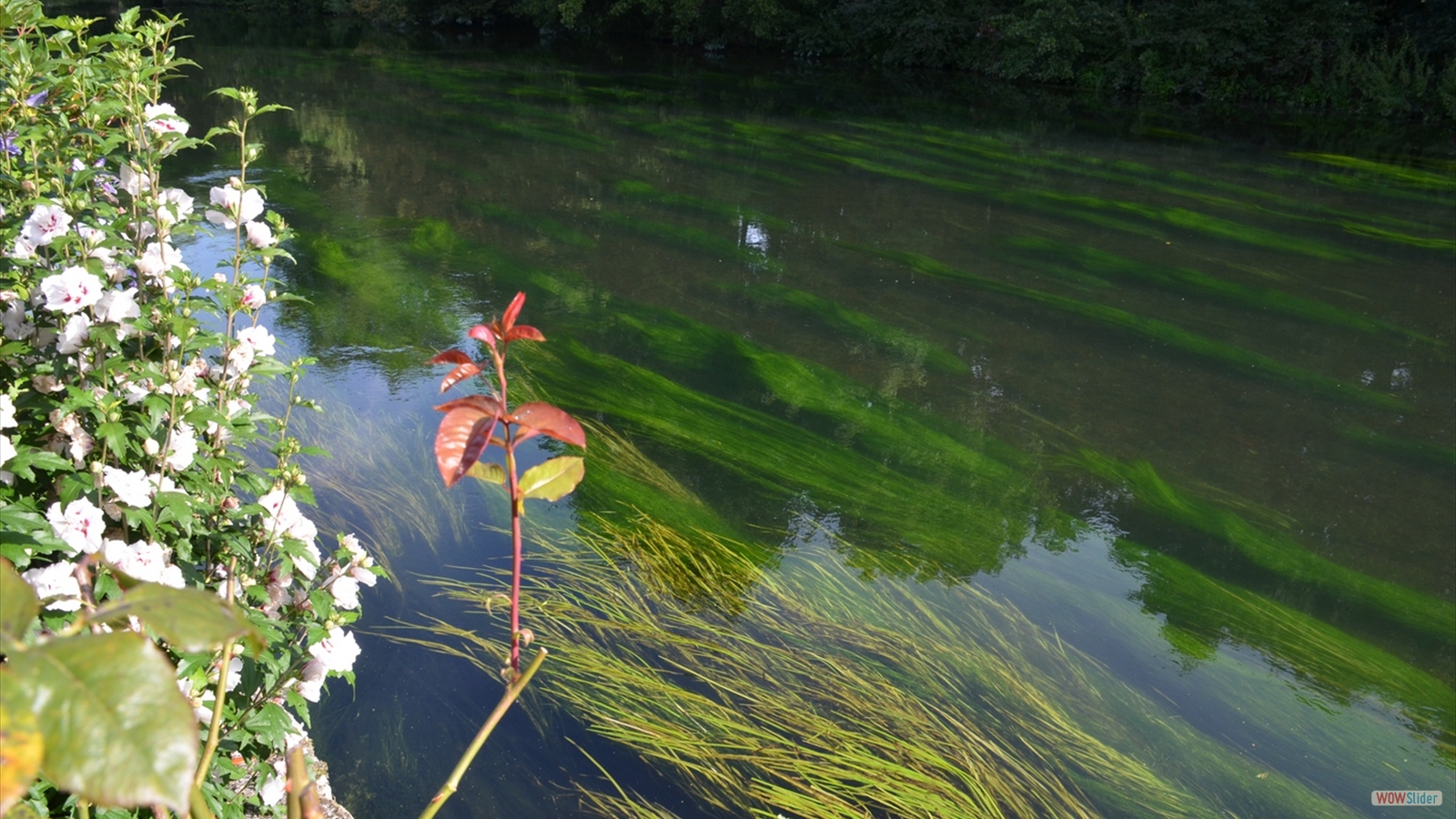 Jardin de Bernadette (2)