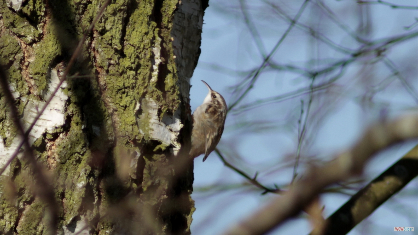 2-Grimpereau des jardins.