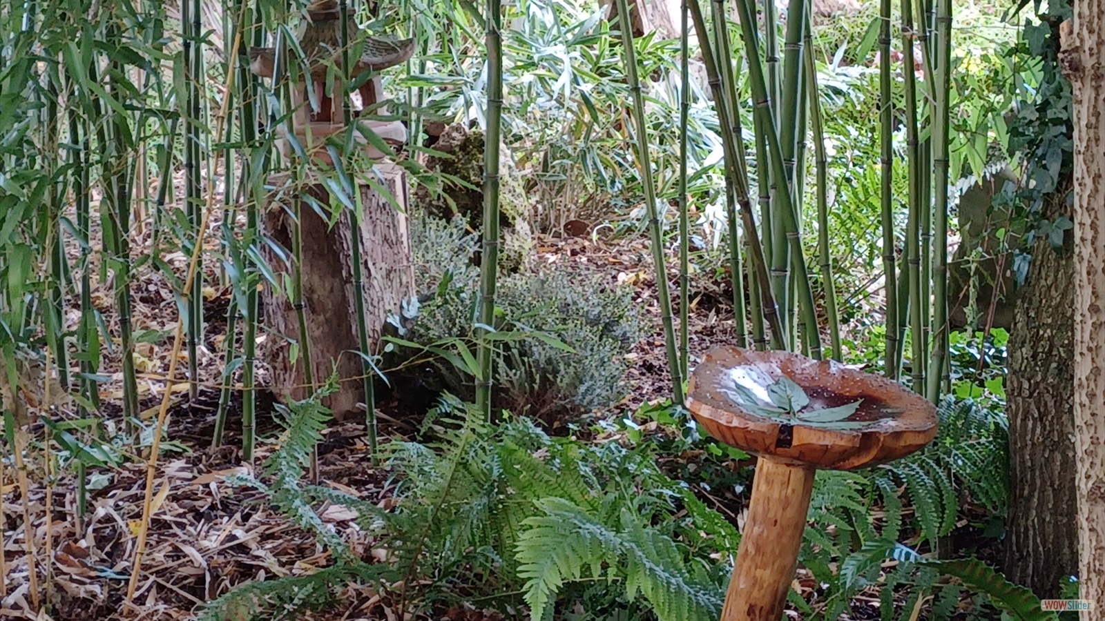 7-Bambous  dans Sous bois