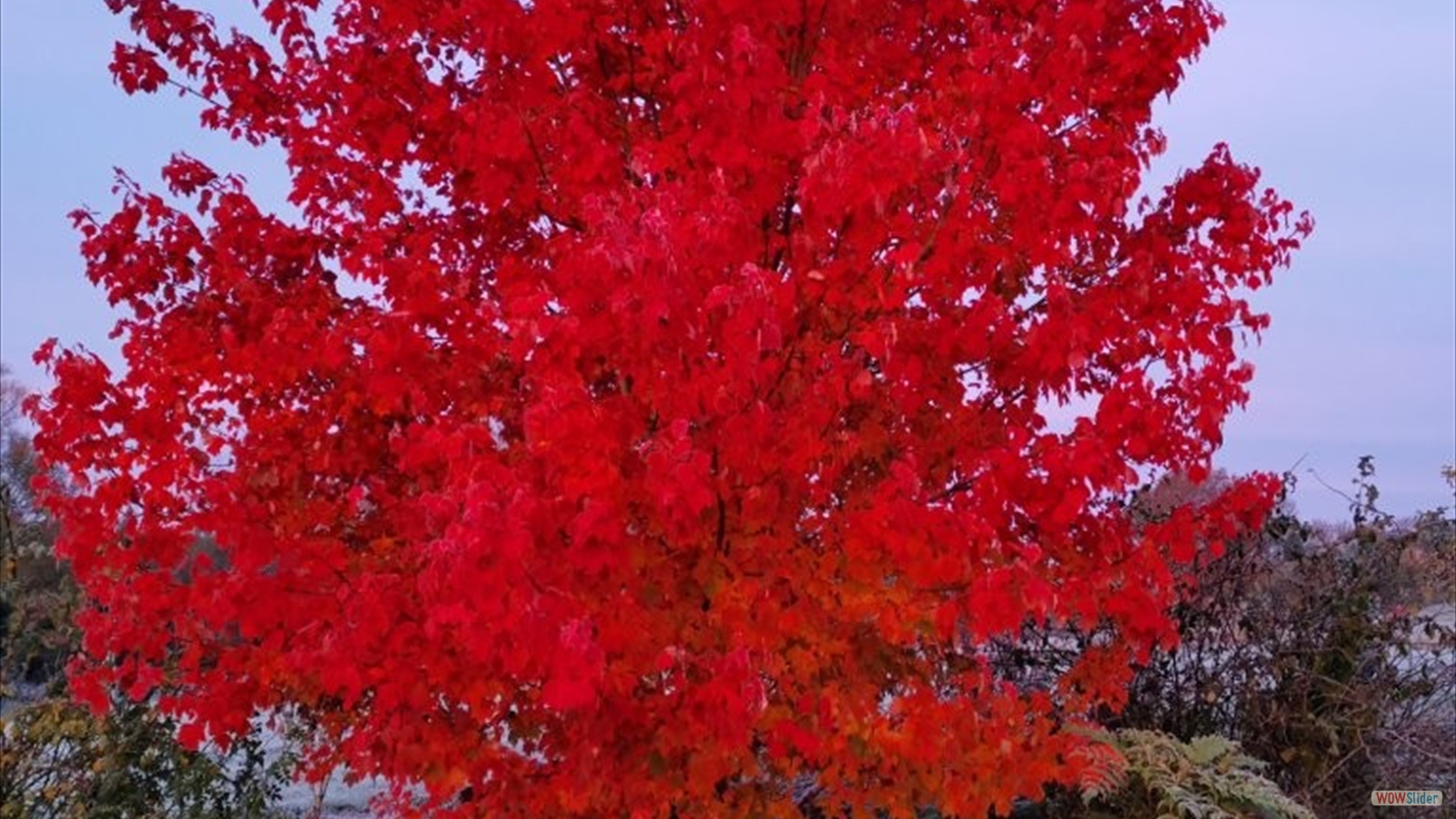 ACER rubrum _Fairview Flame_