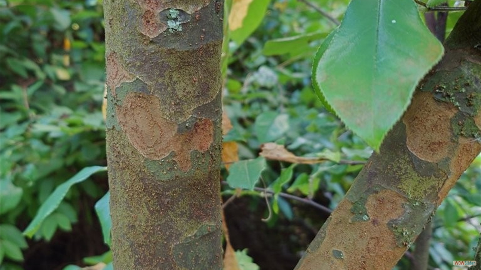 PSEUDOCYDONIA sinensis