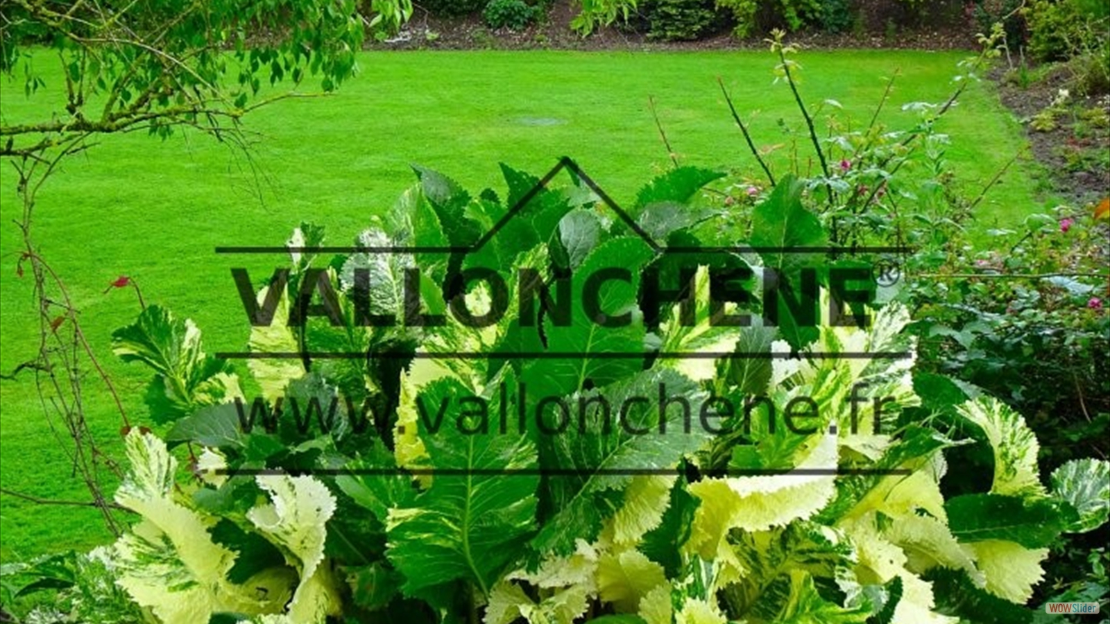 Vallonchêne ARMORACIA rusticana _Variegata_