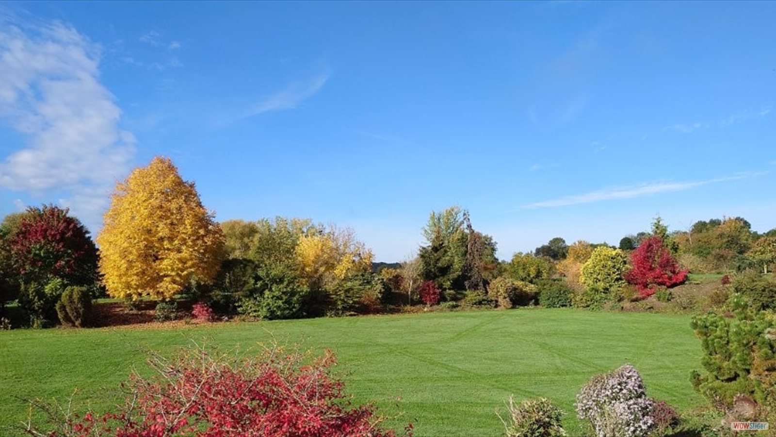Vallonchêne grand gazon en automne, feuillage autonmal