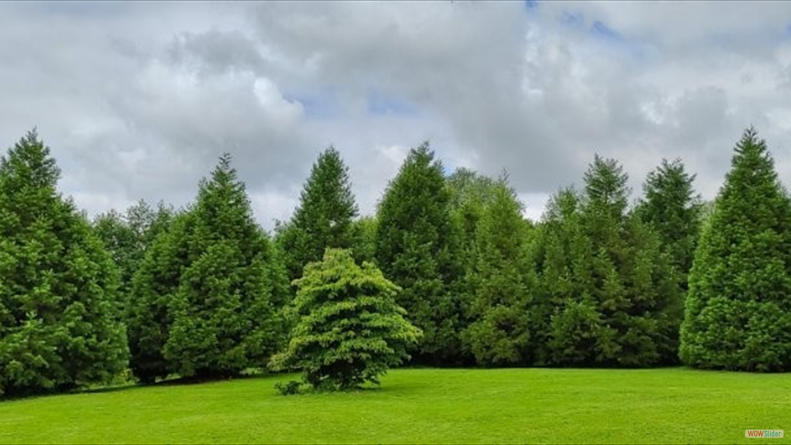 Vallonchêne rond des sequoiadendron