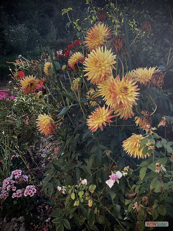 jquery image carousel